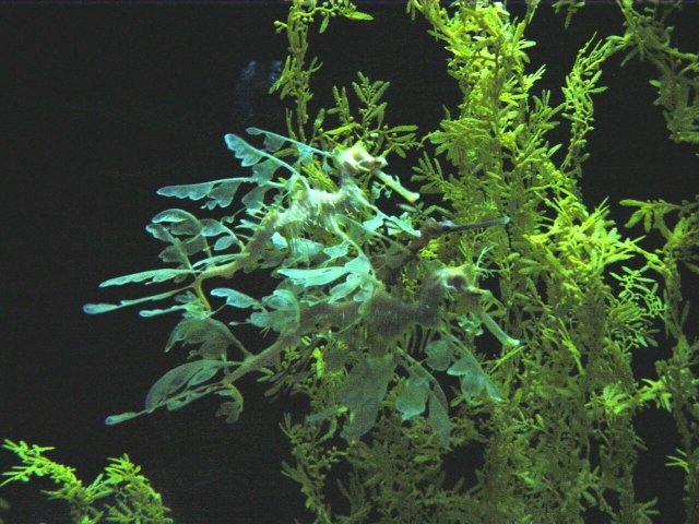 dragon fish lisboa (C) 2001 STS