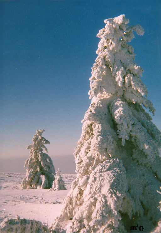 snow tree (c) 1987 sts