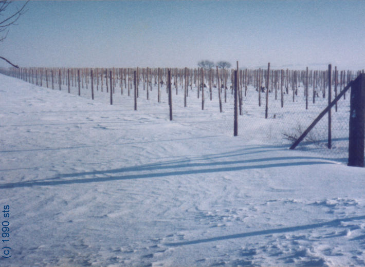 winter vineyard